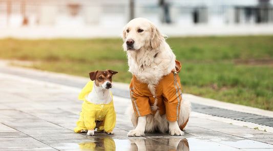 Manteau-Chien