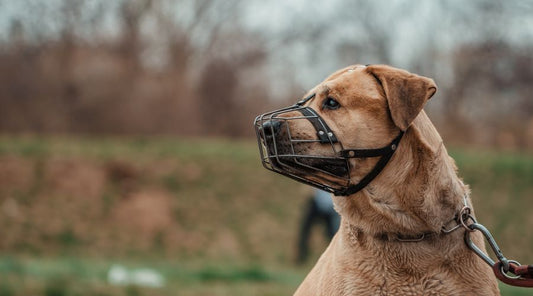 Muselière-chien