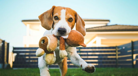 apaiser-chien-qui-stresse
