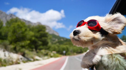 chien-voyage-en-voiture