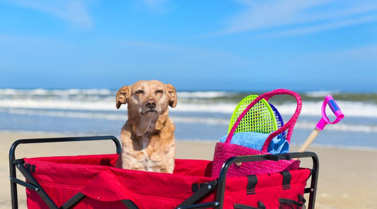 Comment bien équiper son chien pour les balades : guide complet