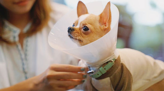 collerette-chien