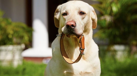 collier-chien-blog