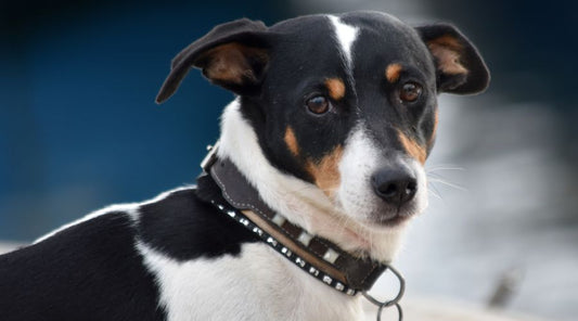 collier-chien