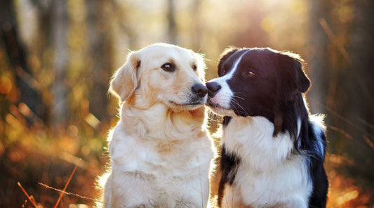 Double laisse pour chien : la solution idéale pour promener deux chiens en même temps