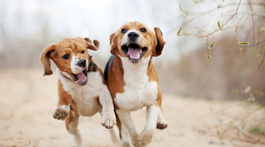 double-laisse-pour-chien