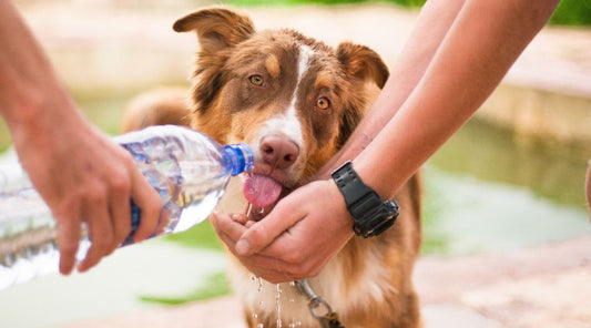 gourde-pour-chien
