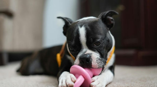 jouet-pour-chien-anxieux