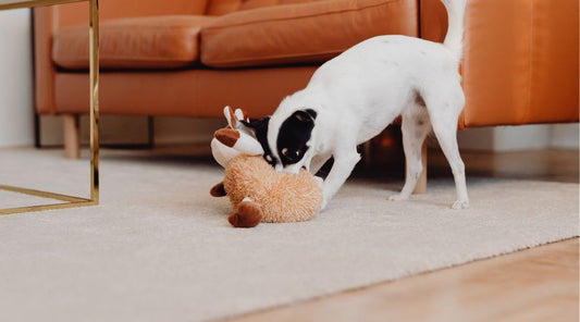 jouet pour chien dans salon