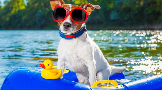 jouet-pour-chien-en-vacances