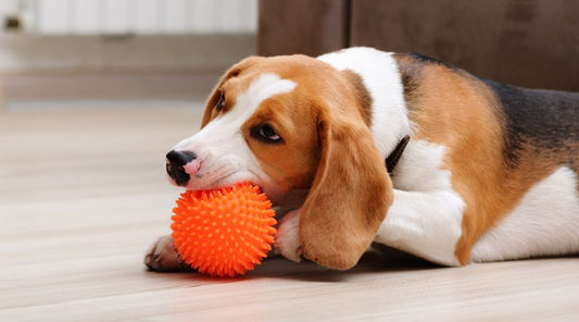 jouet pour chien petite bal