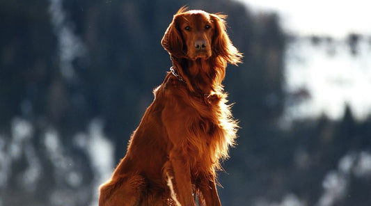 laisse-pour-chien-chien-sans-laisse