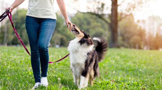 laisse-pour-chien-comment-la-choisir