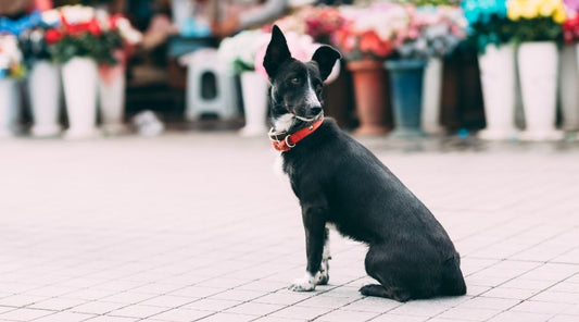 laisse-pour-chien-corde
