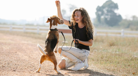 laisse pour chien heureux