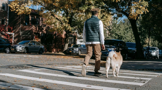 laisse-pour-chien-qui-tire-sur-la-laisse