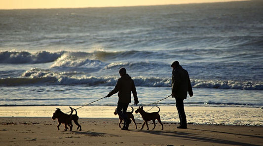 laisse-pour-chien-qui-tire