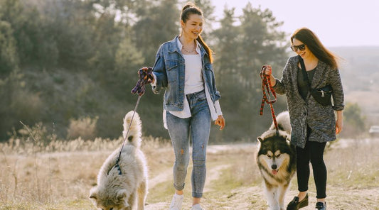 laisse pour chien simple