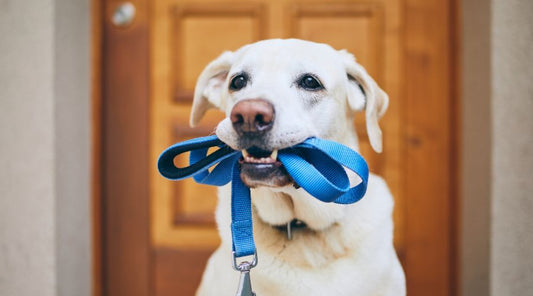 laisse pour chien