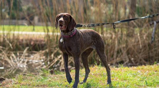longe-chien