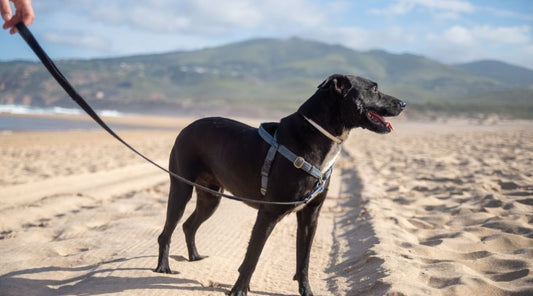 longe-pour-chien
