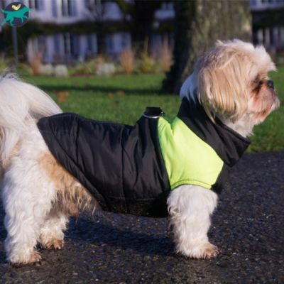 Manteau Chien : À quelle température un chien doit-il porter un manteau ?
