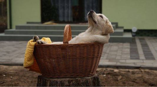 panier-chien-confortable