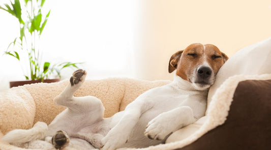 panier-chien-doux