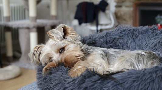 panier-chien-peluche