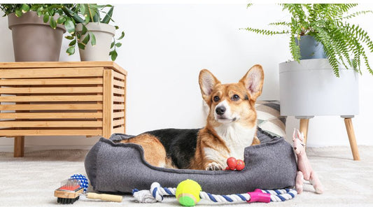 panier-chien-salon