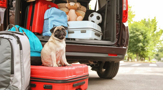 partir-en-vacances-avec-son-chien