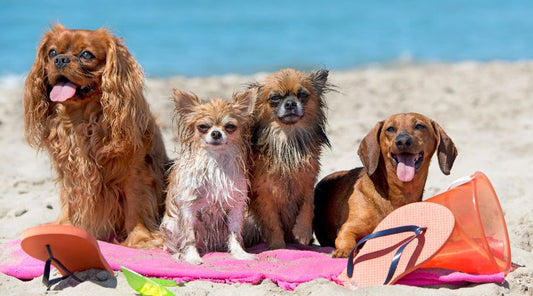 tapis-pour-chien-en-vacances