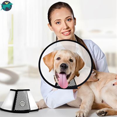 Collerette chien veterinaire