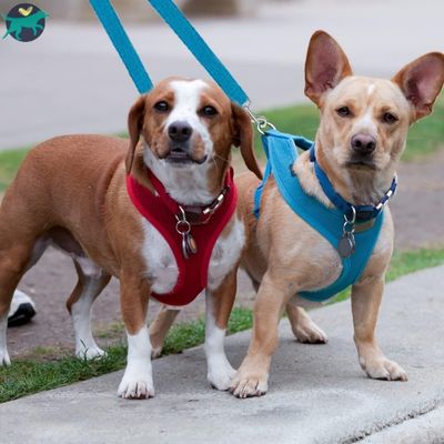 Laisse-double-pour-chien-bleu_40744eab-eb5e-4afe-b017-d30fc992b2b0
