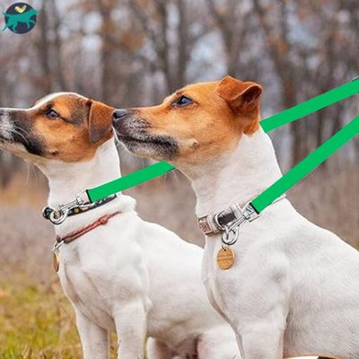 Laisse-double-pour-chien-nylon_3b0656e4-8ea0-4a5f-8efa-5206cf991387