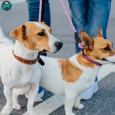 Laisse-double-pour-chien-rose