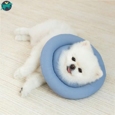 collerette chien anneau