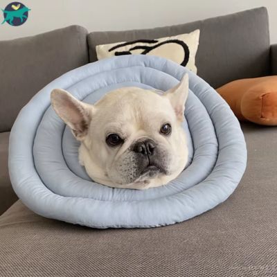 collerette chien taille moyenne