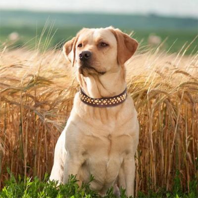 collier-chien-brun-cloute