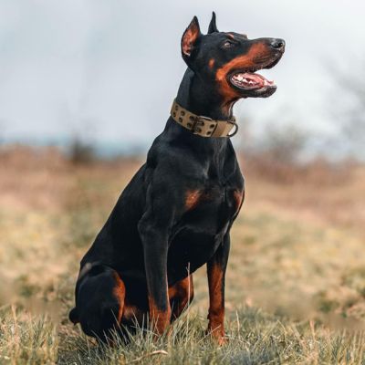 Collier chien | Viper-Collar™