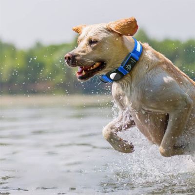 Collier chien | Geo Collar™