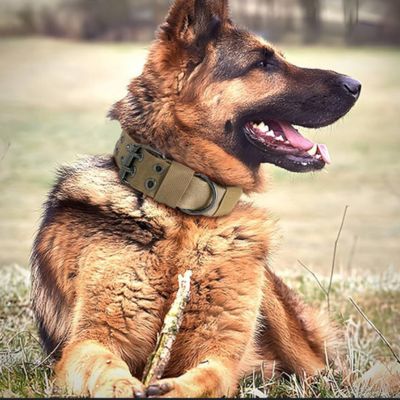 collier-chien-kaki-robuste
