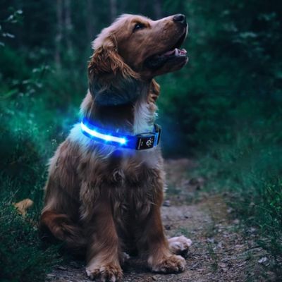 Collier chien | Geo Collar™