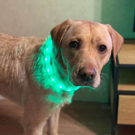 collier chien lumineux vert