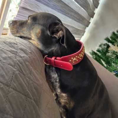 collier-chien-rouge-cloute