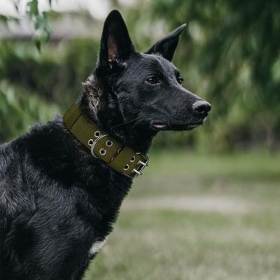 collier-chien-tactique-vert