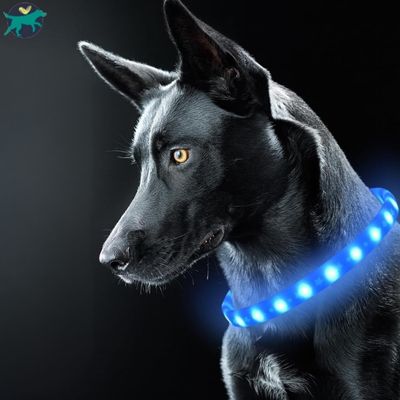 collier-lumineux-chien-LED