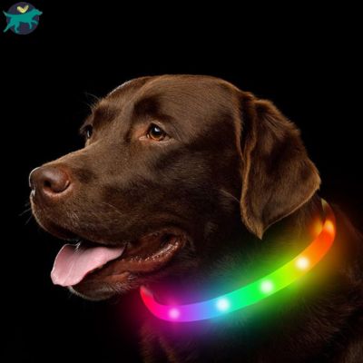 collier-lumineux-chien-arc-en-ciel