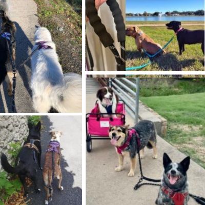 double-laisse-pour-chien-bleu-extensible-témoignages