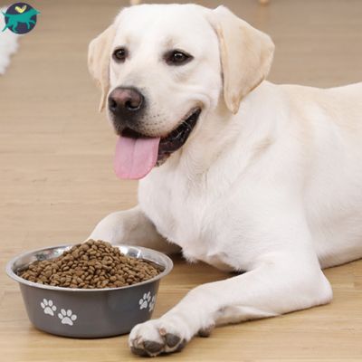 gamelle-chien-acier_8cf72e50-8e7d-496f-af41-741424a6bb21